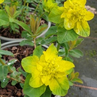 Euphorbia epithymoides